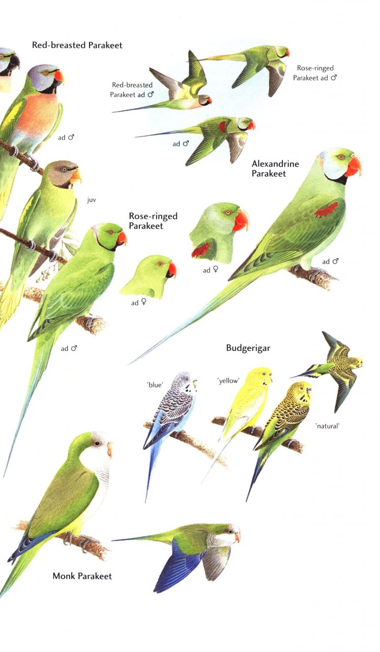HELM FIELD GUIDES. BIRDS OF JAPAN 4