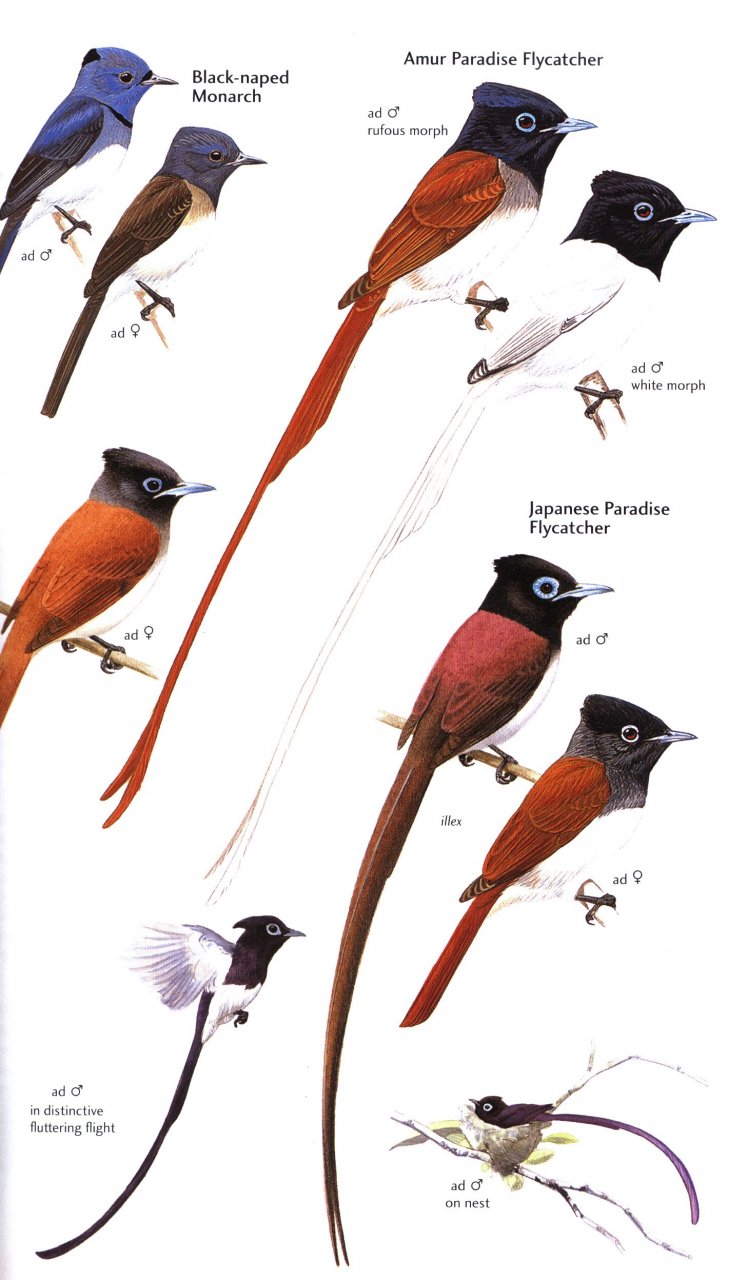 HELM FIELD GUIDES. BIRDS OF JAPAN 5