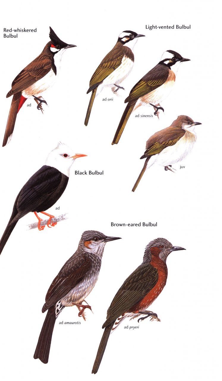 HELM FIELD GUIDES. BIRDS OF JAPAN 7