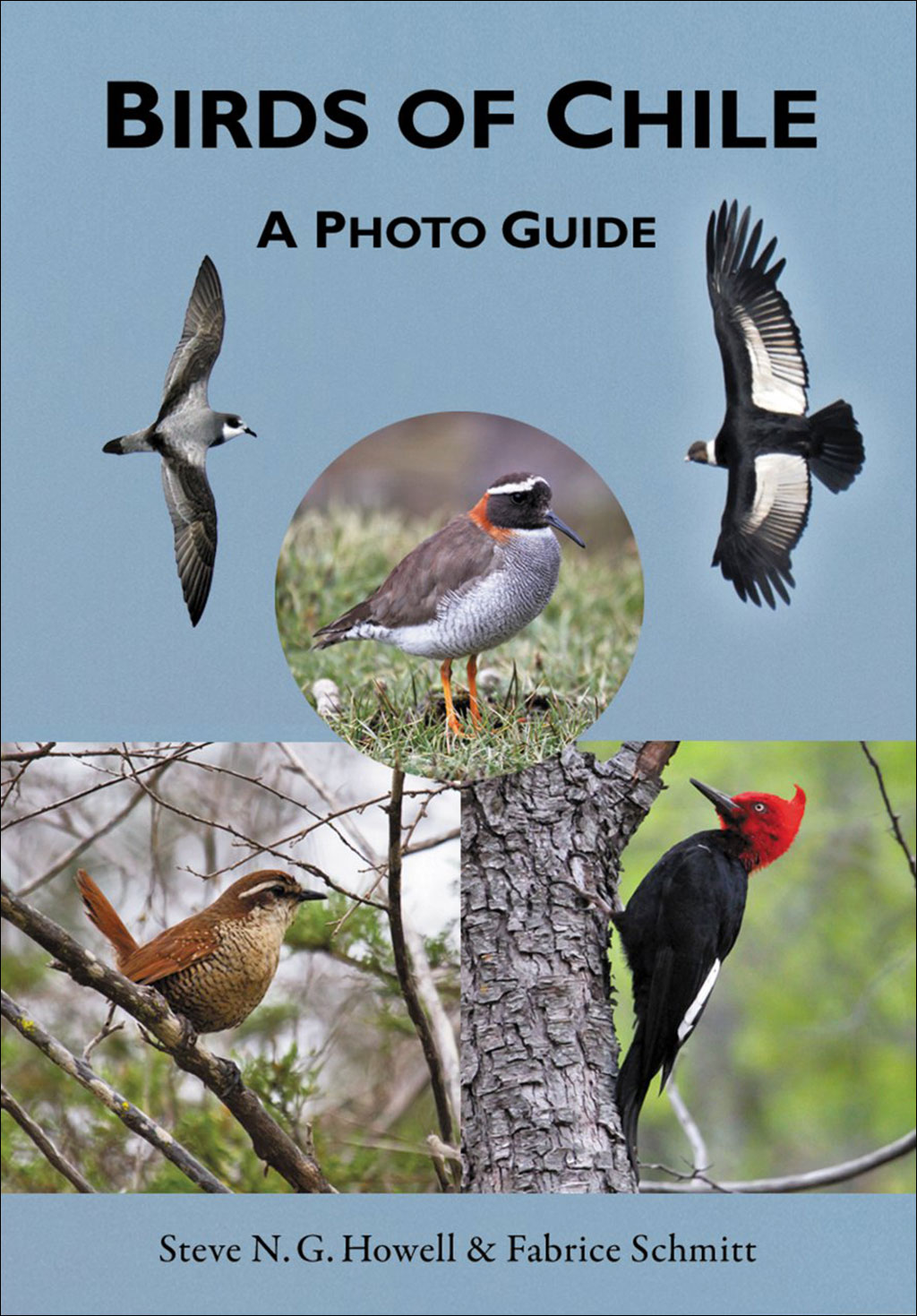 BIRDS OF CHILE. A PHOTO GUIDE 1