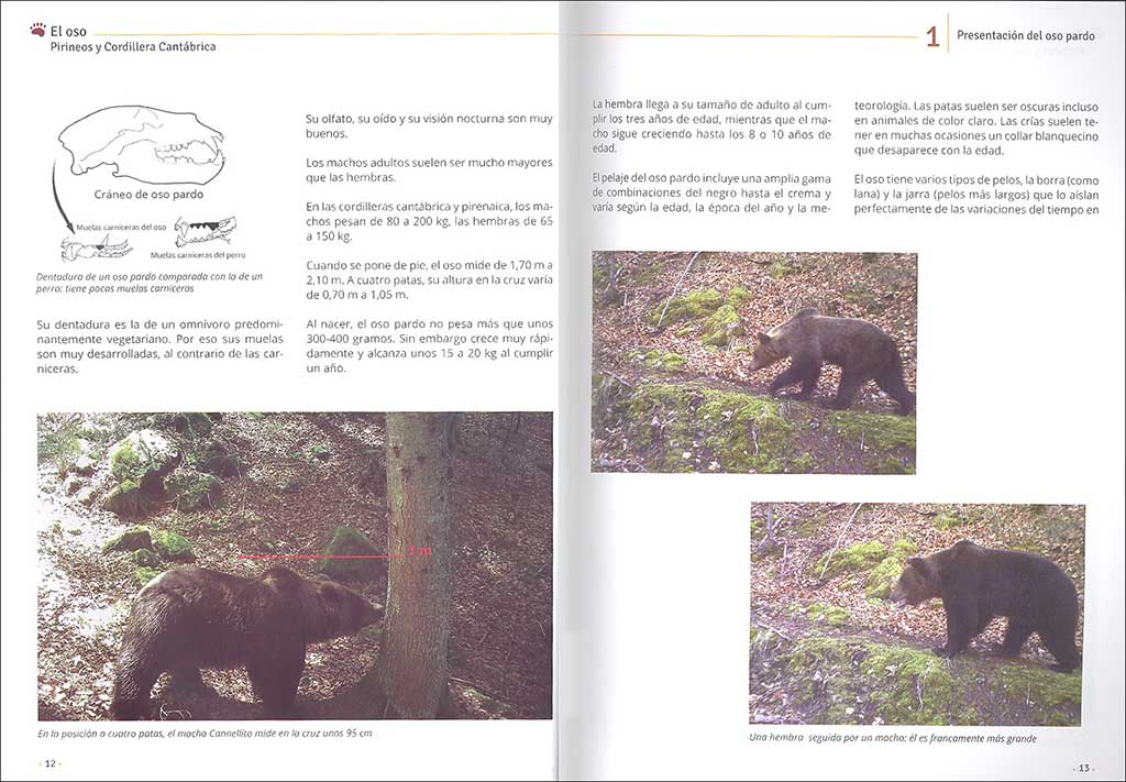 EL OSO. PIRINEOS Y CORDILLERA CANTÁBRICA. CUADERNO DE CAMPO Y CONSERVACIÓN 4