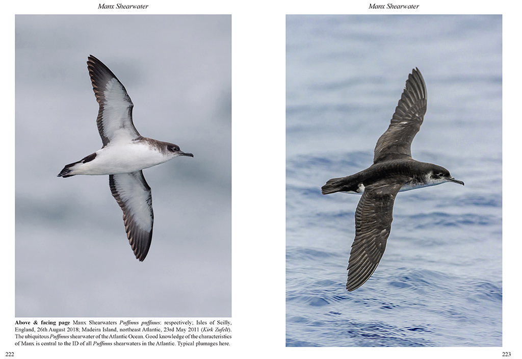 MULTIMEDIA IDENTIFICATION GUIDE TO NORTH ATLANTIC SEABIRDS. SHEARWATERS. JOUANIN'S & WHITE-CHINNED PETRELS 4