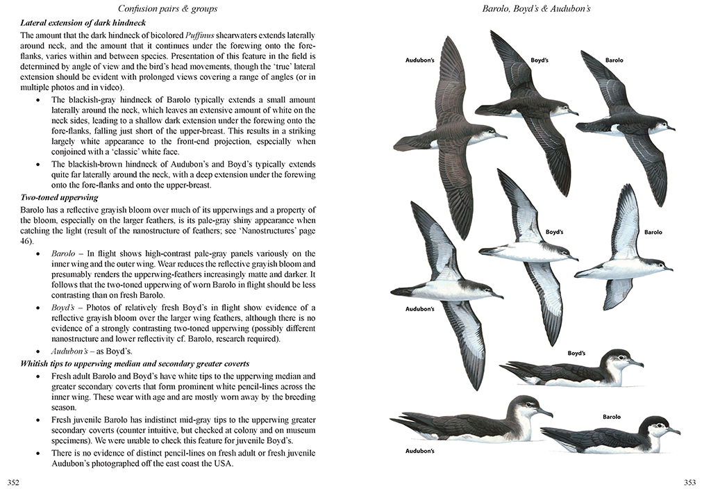 MULTIMEDIA IDENTIFICATION GUIDE TO NORTH ATLANTIC SEABIRDS. SHEARWATERS. JOUANIN'S & WHITE-CHINNED PETRELS 5