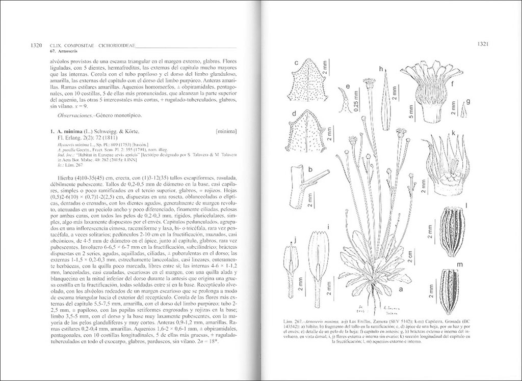 FLORA IBÉRICA. VOL. XVI (II) COMPOSITAE (PARTIM) 2