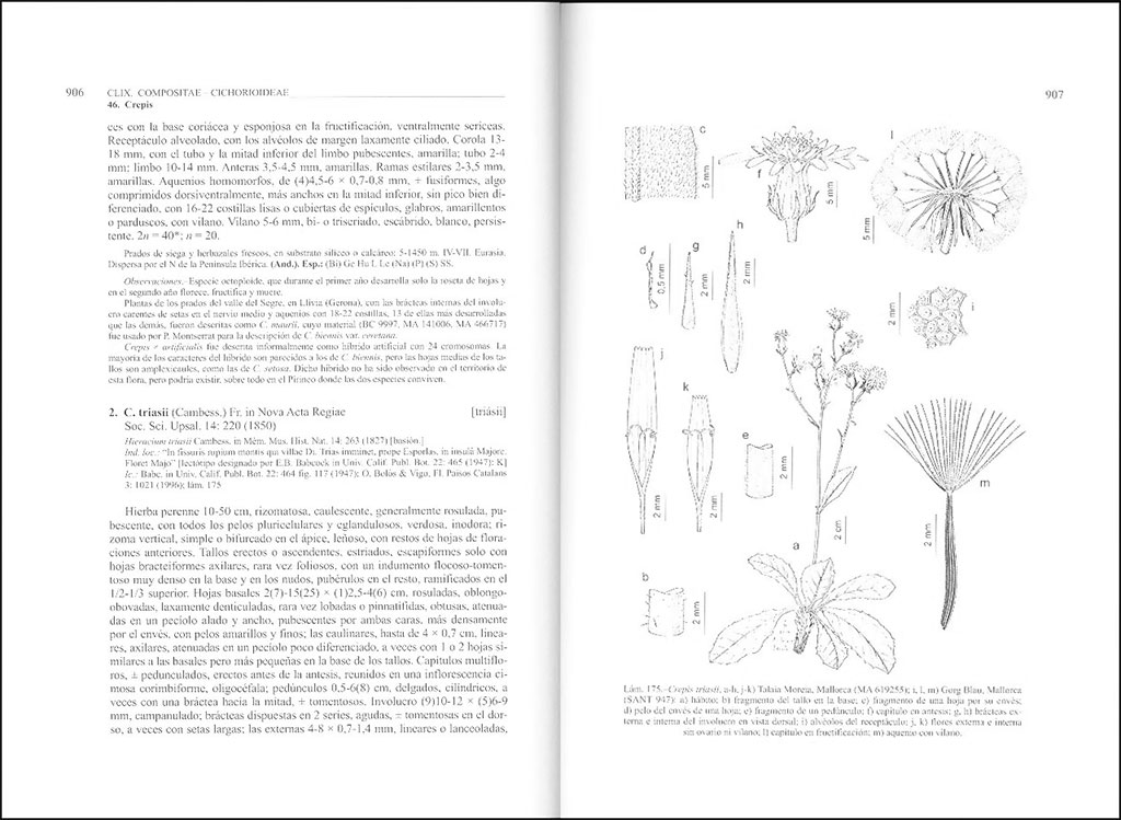 FLORA IBÉRICA. VOL. XVI (II) COMPOSITAE (PARTIM) 4