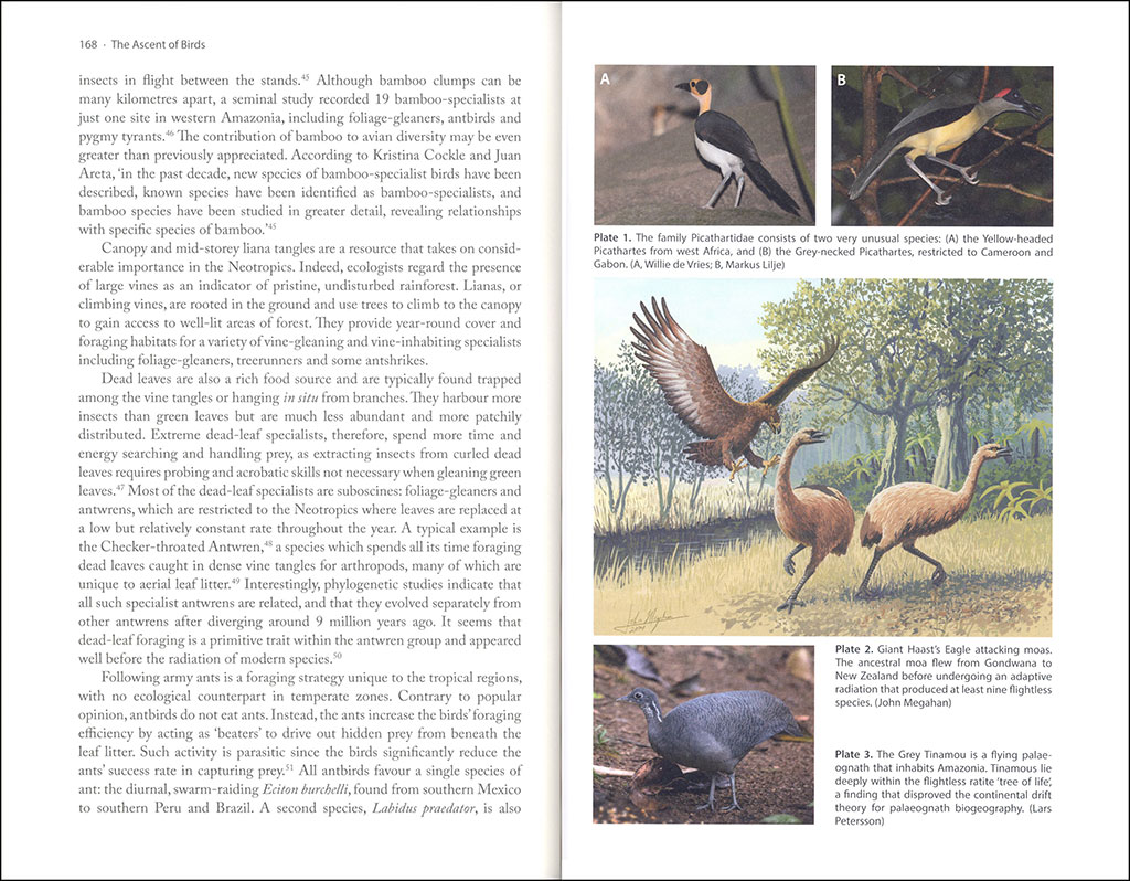 THE ASCENT OF BIRDS. HOW MODERN SCIENCE IS REVEALING THEIR STORY 2