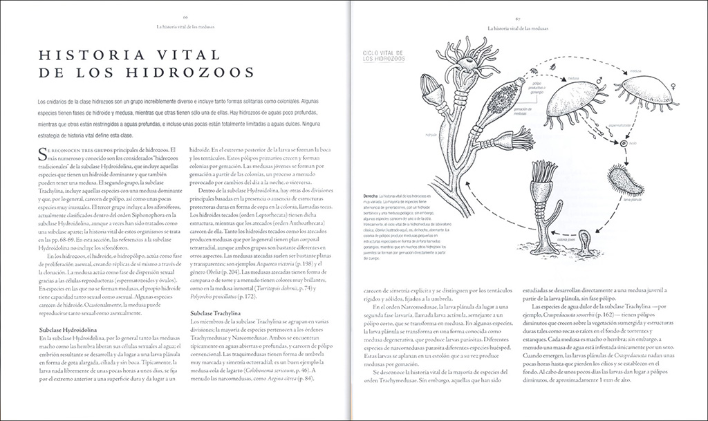 MEDUSAS. UNA HISTORIA NATURAL 2