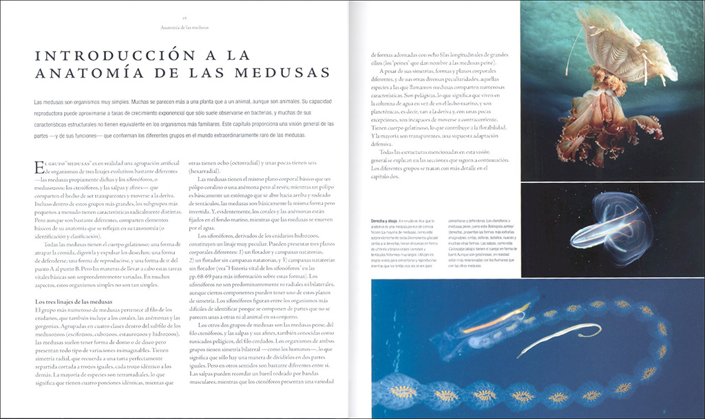 MEDUSAS. UNA HISTORIA NATURAL 4