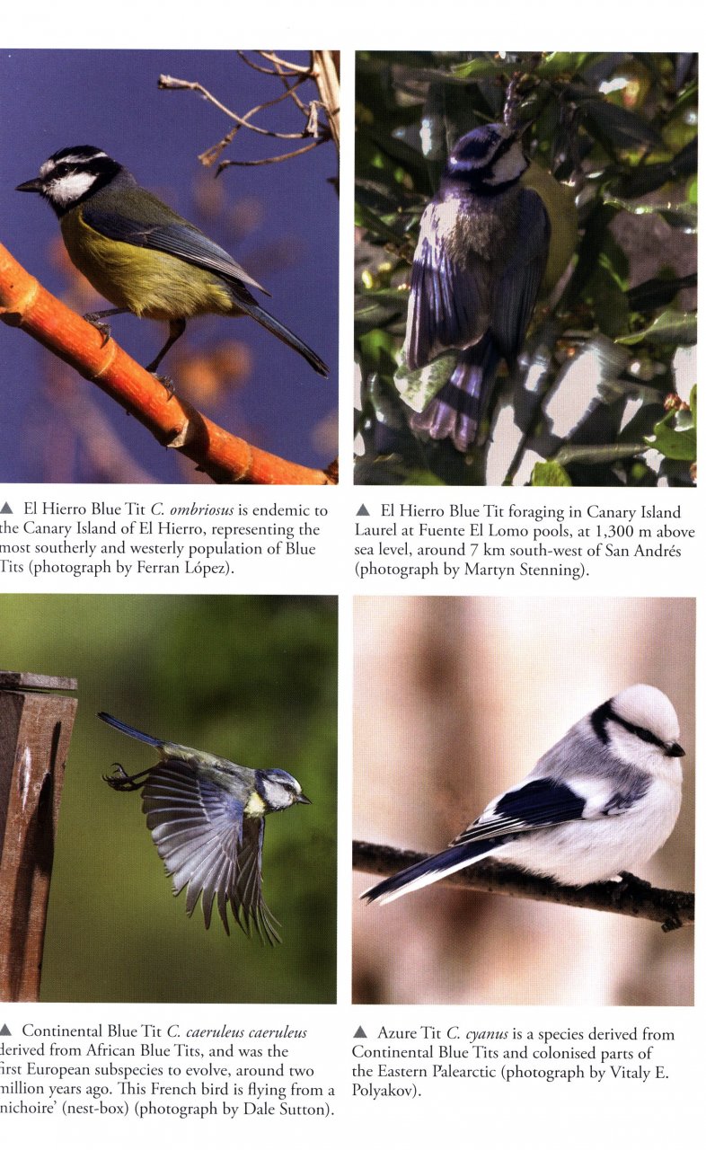 THE BLUE TIT 3