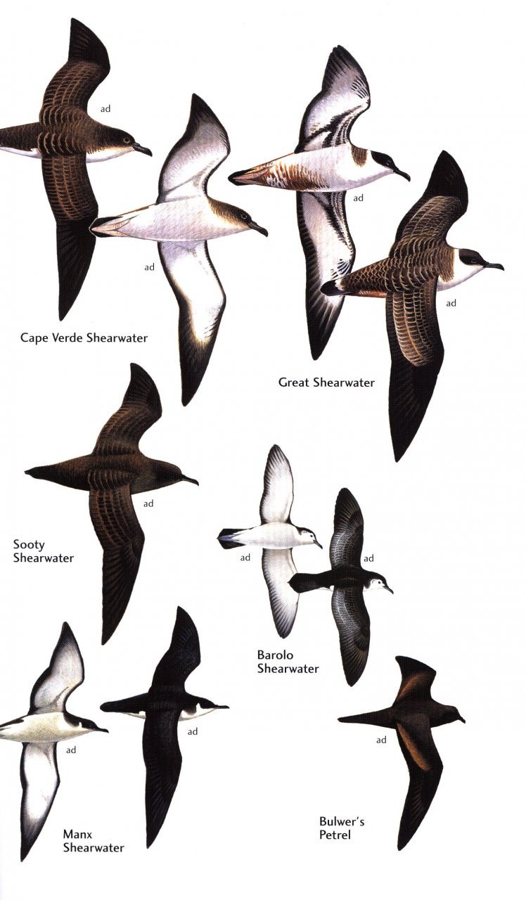HELM FIELD GUIDES BIRDS OF THE CANARY ISLANDS 3