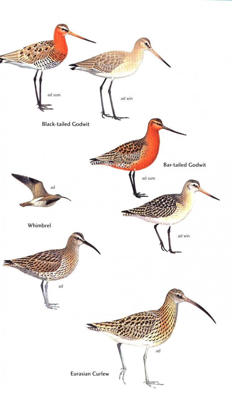 HELM FIELD GUIDES BIRDS OF THE CANARY ISLANDS 4