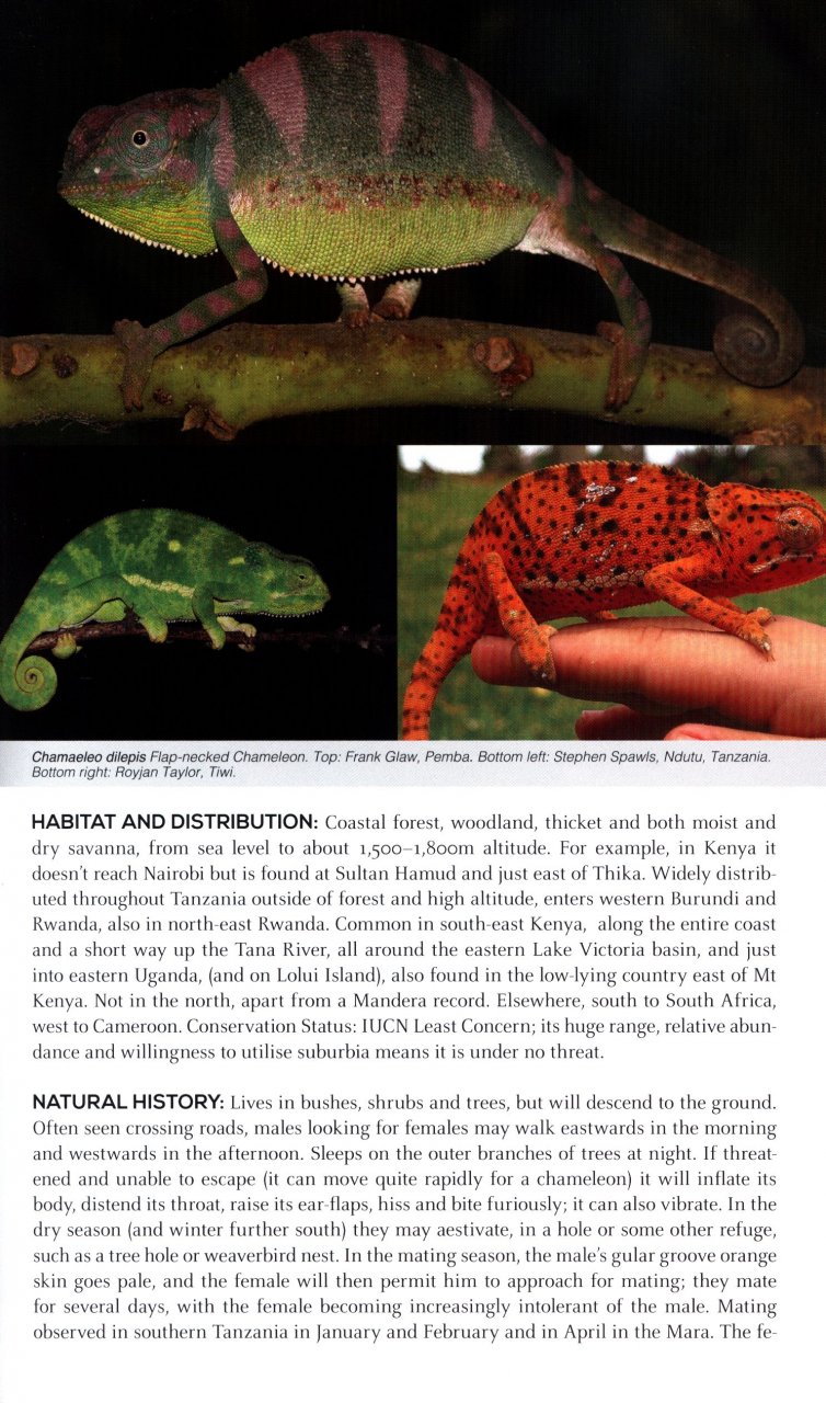 FIELD GUIDE TO EAST AFRICAN REPTILES 4