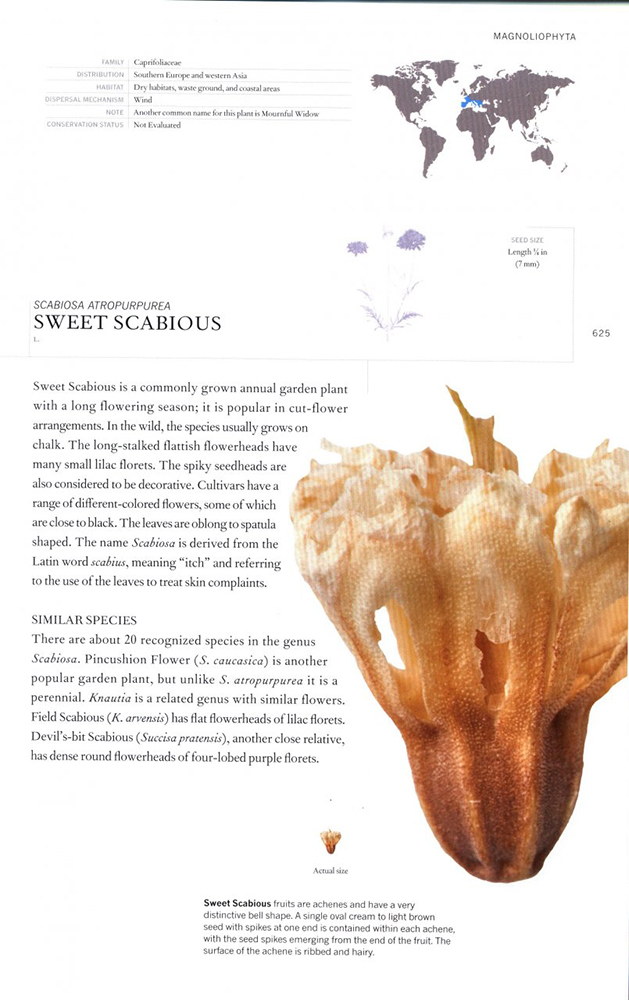 THE BOOK OF SEEDS. A LIFESIZE GUIDE TO SIX HUNDRED SPECIES FROM AROUND THE WORLD 2