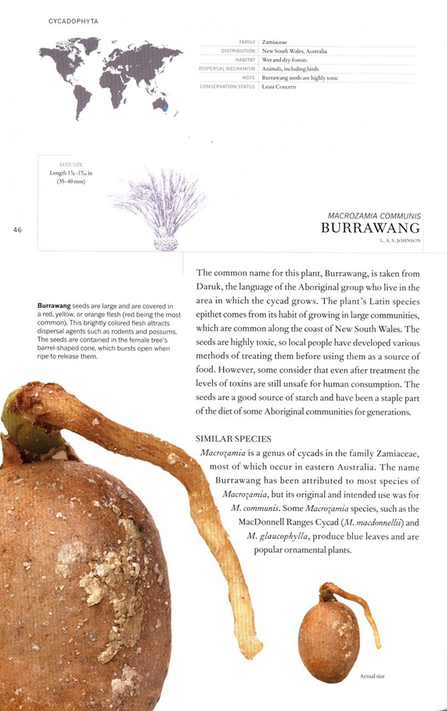 THE BOOK OF SEEDS. A LIFESIZE GUIDE TO SIX HUNDRED SPECIES FROM AROUND THE WORLD 3