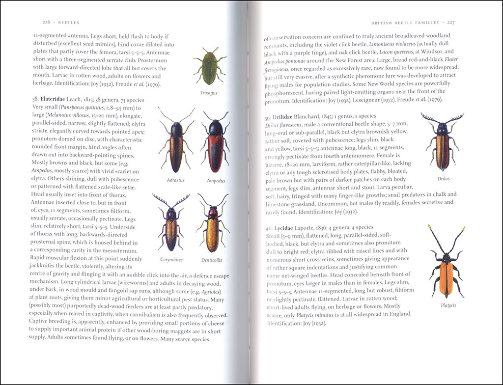 BEETLES 3