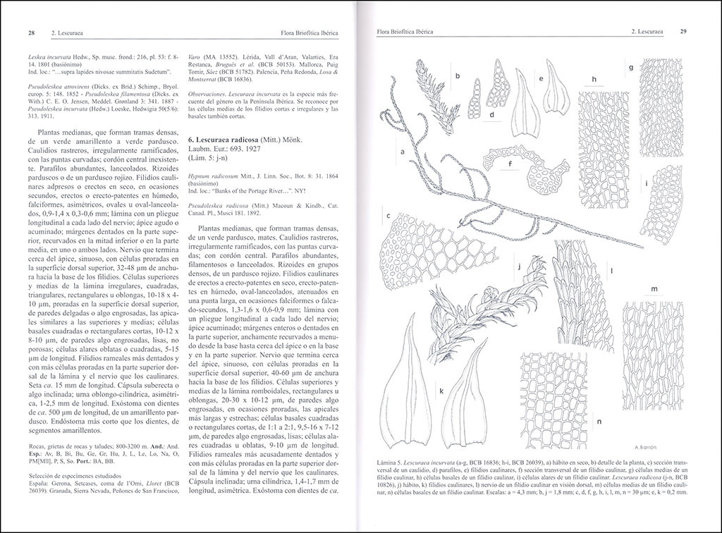 FLORA BRIOFÍTICA IBÉRICA. VOLUMEN 6. HYPNALES 2
