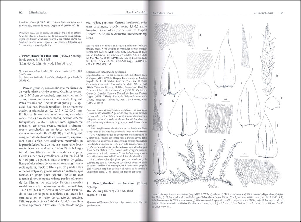 FLORA BRIOFÍTICA IBÉRICA. VOLUMEN 6. HYPNALES 3