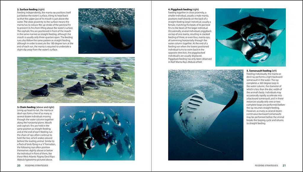 GUIDE TO THE MANTA & DEVIL RAYS OF THE WORLD 2