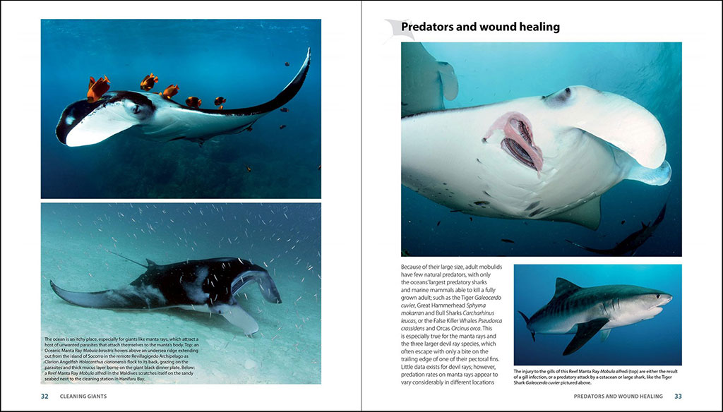 GUIDE TO THE MANTA & DEVIL RAYS OF THE WORLD 3