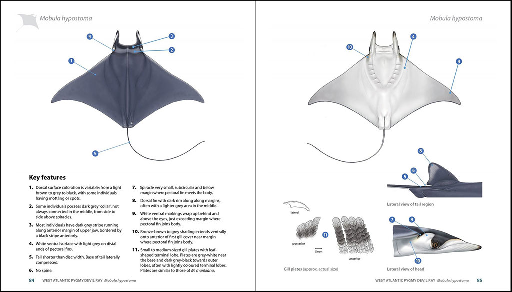 GUIDE TO THE MANTA & DEVIL RAYS OF THE WORLD 4