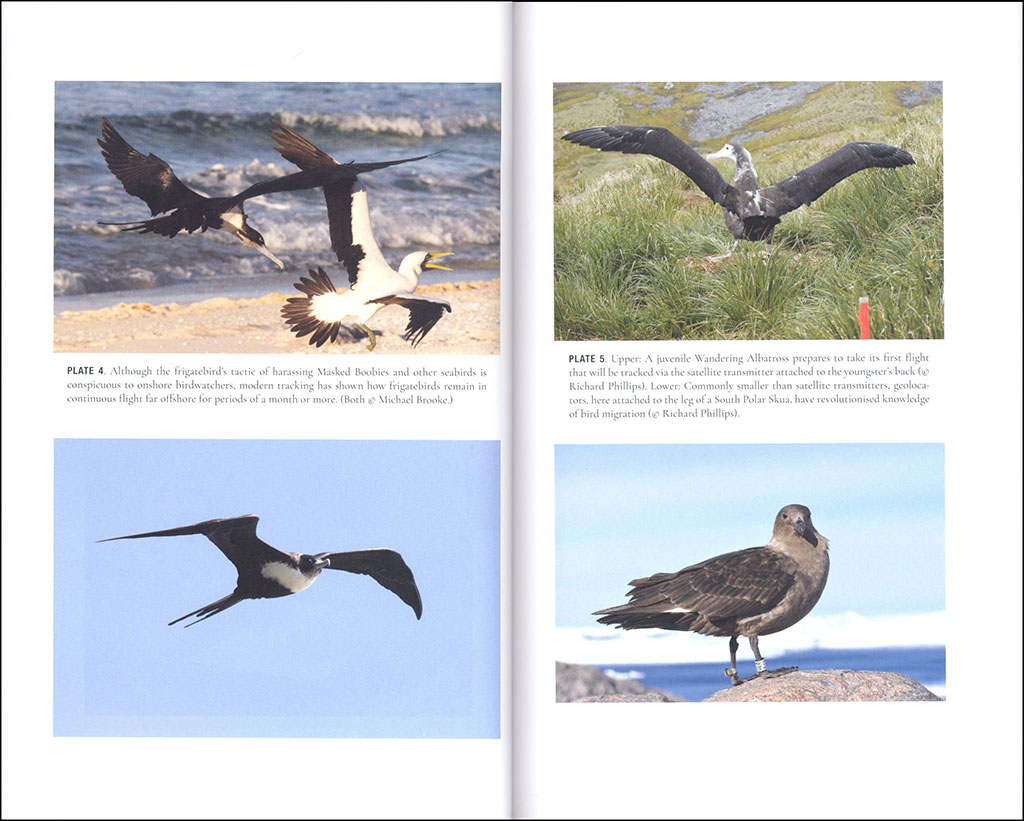 FAR FROM LAND. THE MYSTERIOUS LIVES OF SEABIRDS 4