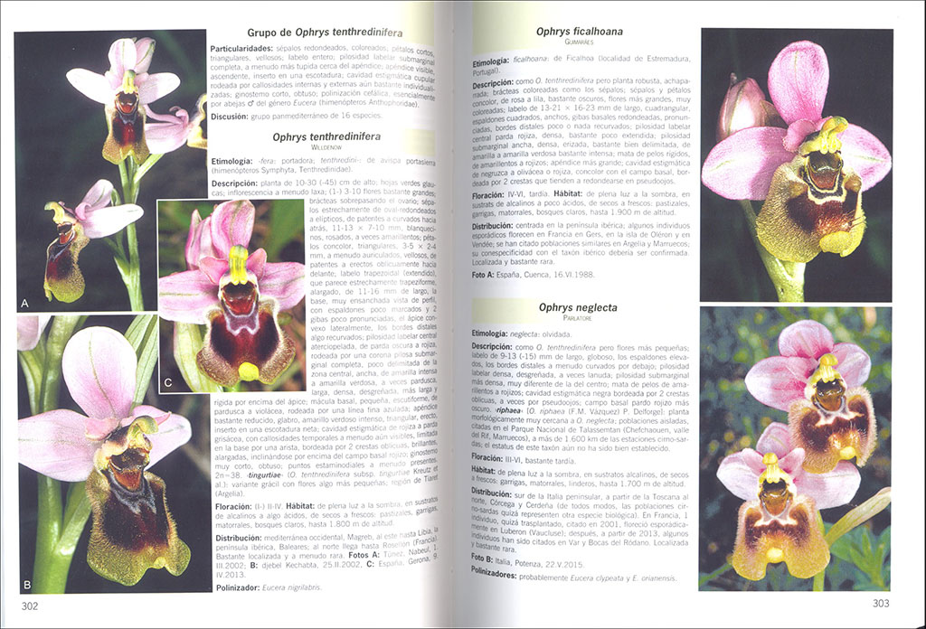 GUÍA DE CAMPO DE LAS ORQUÍDEAS DE EUROPA, ÁFRICA DEL NORTE Y ORIENTE PRÓXIMO 3