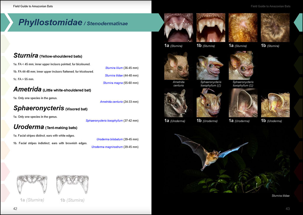 FIELD GUIDE TO THE BATS OF THE AMAZON. 2ND ED. 3