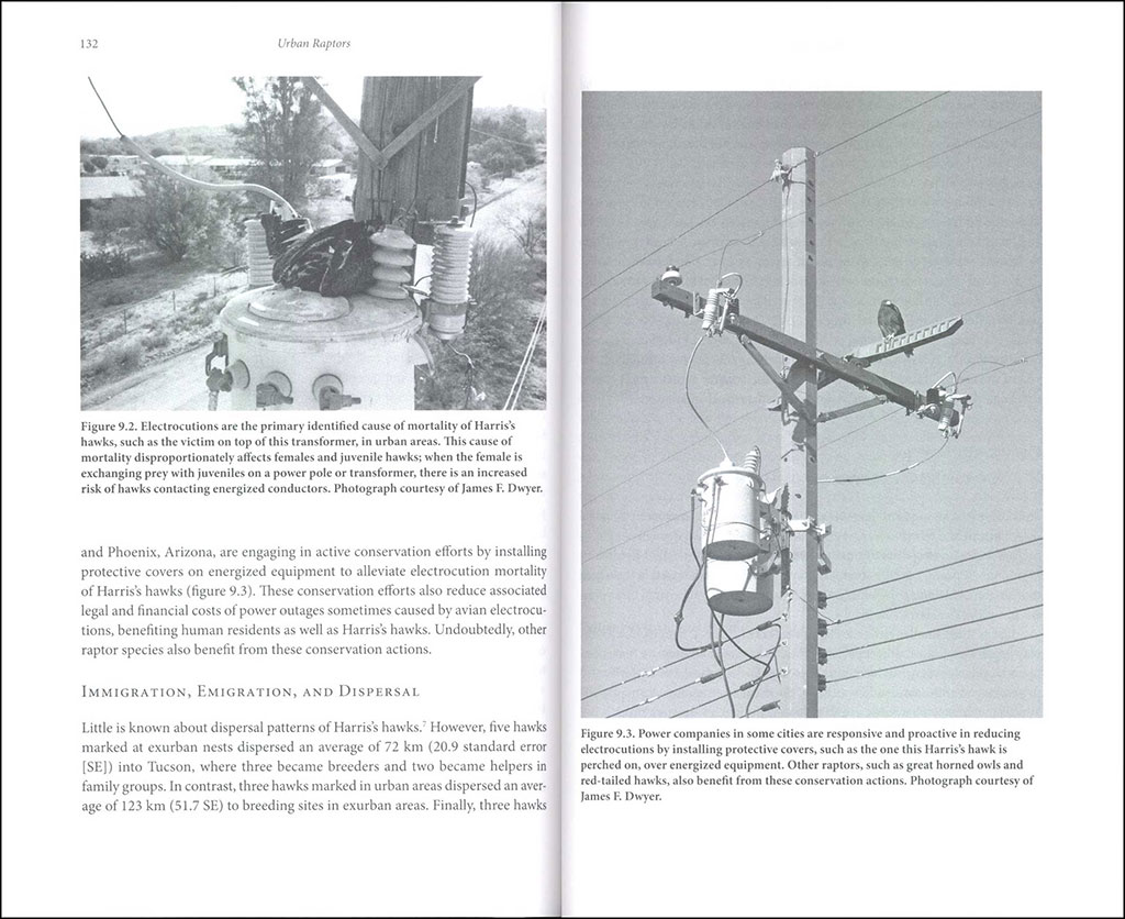 URBAN RAPTORS. ECOLOGY AND CONSERVATION OF BIRDS OF PREY IN CITIES 2