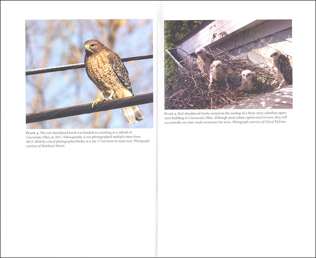 URBAN RAPTORS. ECOLOGY AND CONSERVATION OF BIRDS OF PREY IN CITIES 4