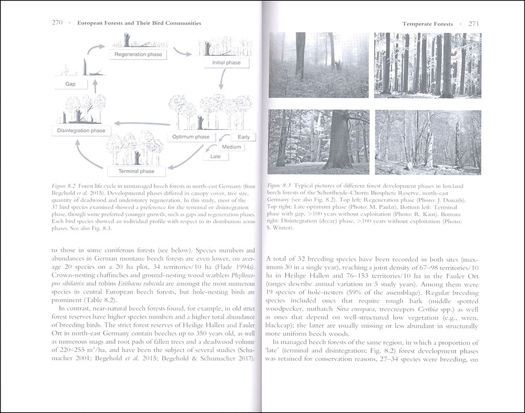 ECOLOGY AND CONSERVATION OF FOREST BIRDS 4