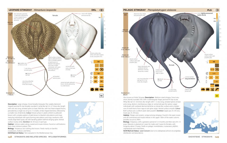 FIELD GUIDE TO SHARKS, RAYS AND CHIMAERAS OF EUROPE AND THE MEDITERRANEAN 3