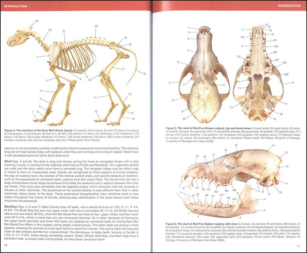 CANIDS OF THE WORLD. WOLVES, WIL DOGS, FOXES, JACKALS, COYOTES, AND THEIR RELATIVES 2