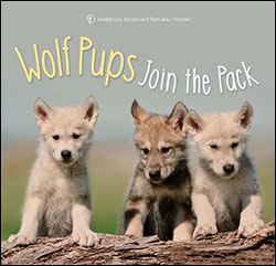 WOLF PUPS JOIN THE PACK 1