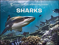 SHARKS. AMERICAN MUSEUM OF NATURAL HISTORY