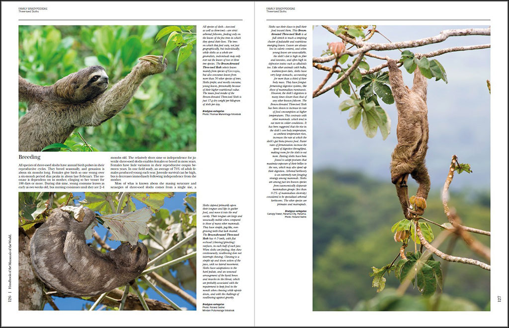 HANDBOOK OF THE MAMMALS OF THE WORLD. VOL. 8 INSECTIVORES, SLOTHS AND COLUGOS 2