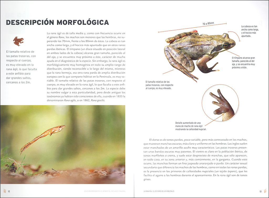 LA RANA ÁGIL: EL ECO SORDO DE LOS ROBLEDALES 2