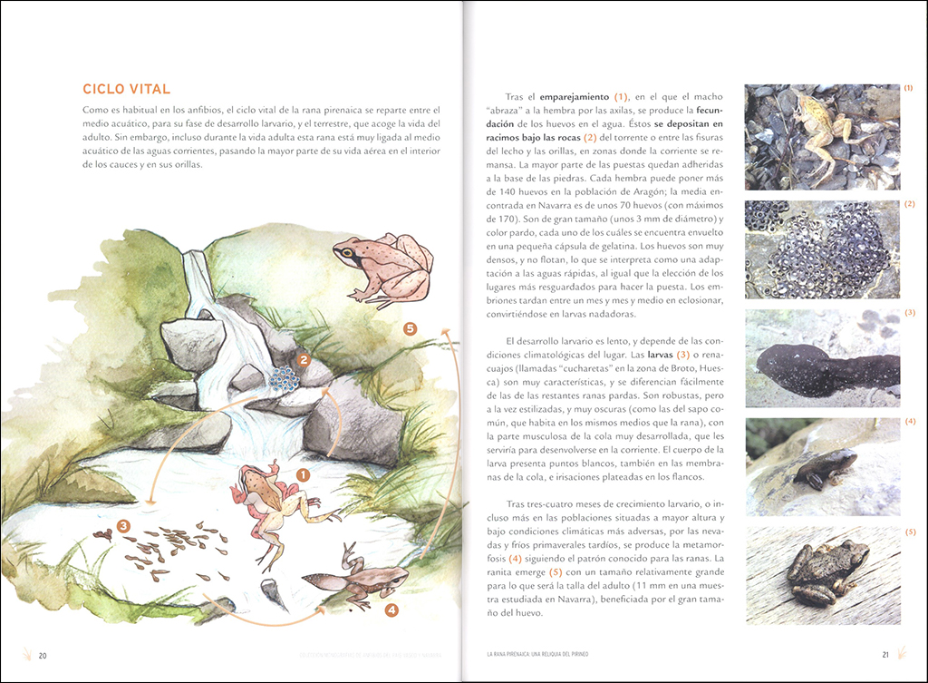 LA RANA PIRENAICA: UNA RELIQUIA DEL PIRINEO 2