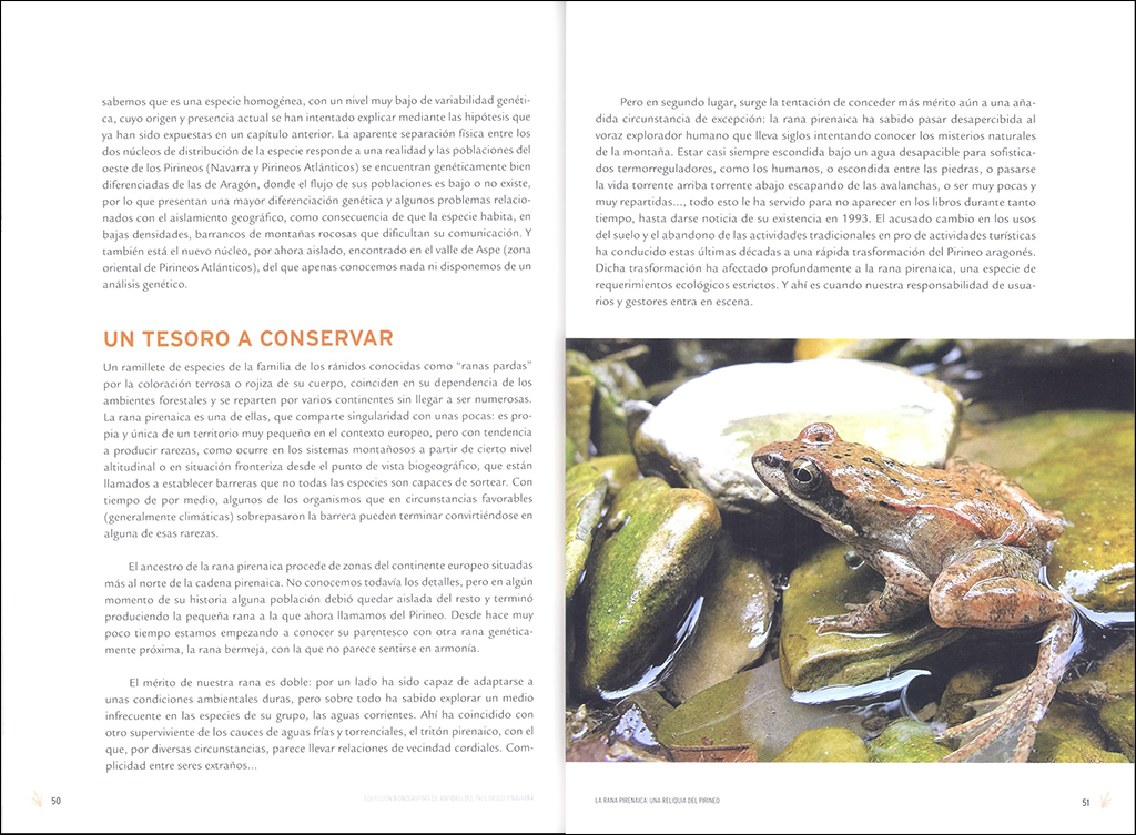 LA RANA PIRENAICA: UNA RELIQUIA DEL PIRINEO 3