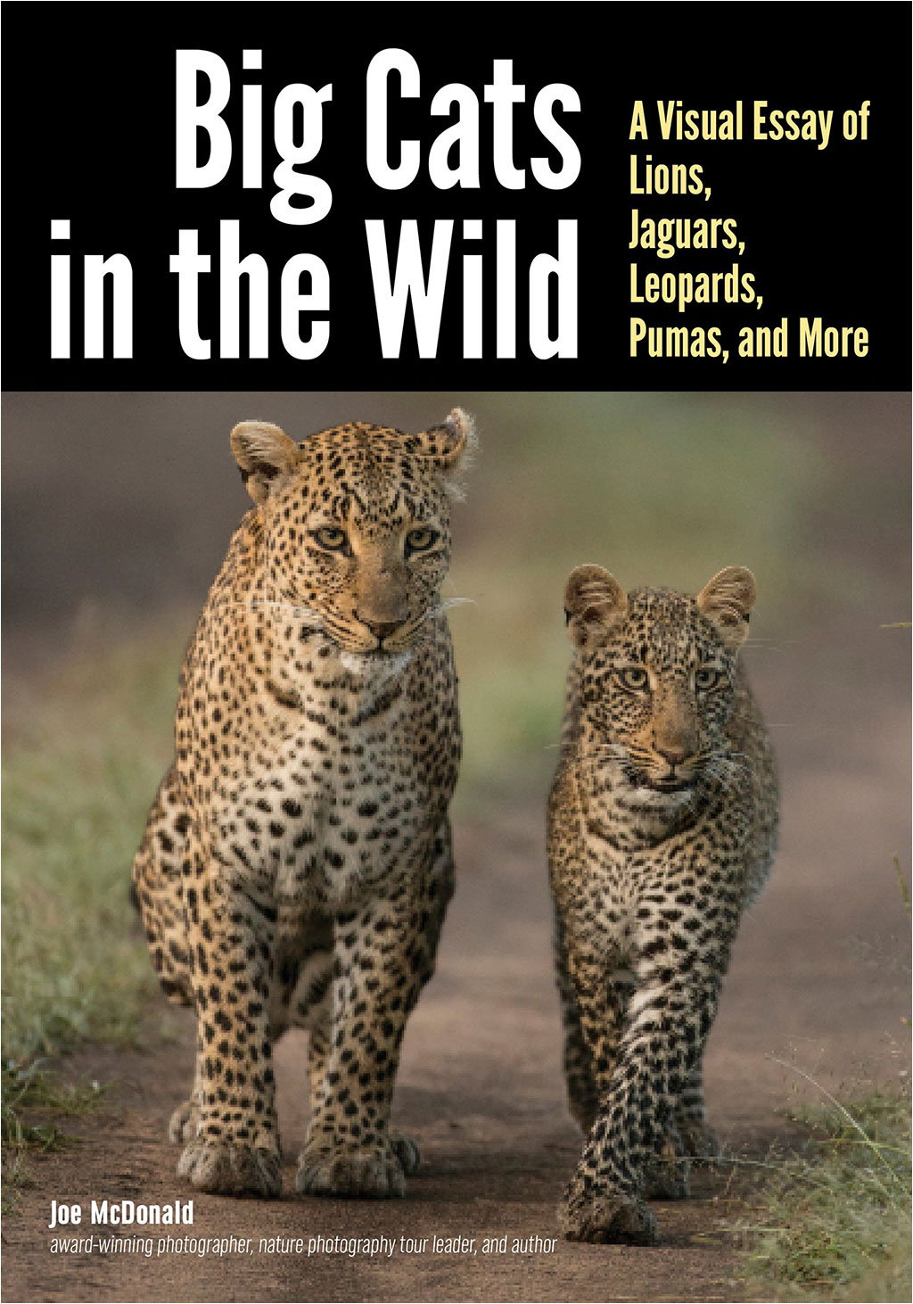 BIG CATS IN THE WILD. A VISUAL ESSAY OF LIONS, JAGUARS, LEOPARDS, PUMAS, AND MORE