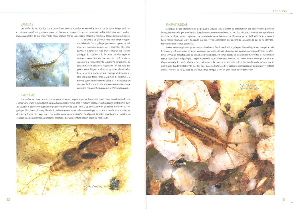 MACROINVERTEBRADOS DE LAS AGUAS DULCES DE GALICIA 2
