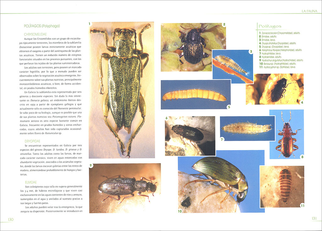 MACROINVERTEBRADOS DE LAS AGUAS DULCES DE GALICIA 3