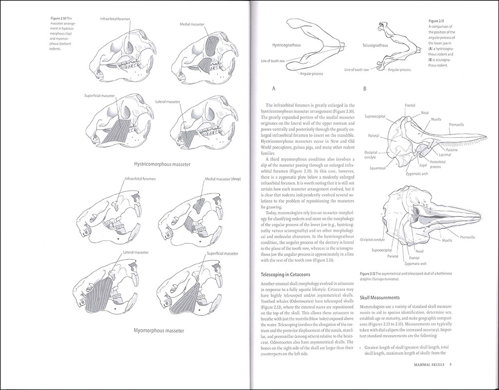 MAMMALOGY TECHNIQUES LAB MANUAL 2