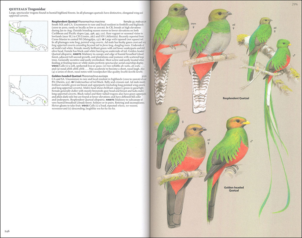 BIRDS OF CENTRAL AMERICA: BELIZE, GUATEMALA, HONDURAS, EL SALVADOR, NICARAGUA, COSTA RICA AND PANAMA 3