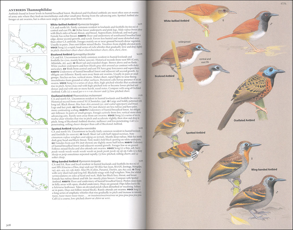 BIRDS OF CENTRAL AMERICA: BELIZE, GUATEMALA, HONDURAS, EL SALVADOR, NICARAGUA, COSTA RICA AND PANAMA 4