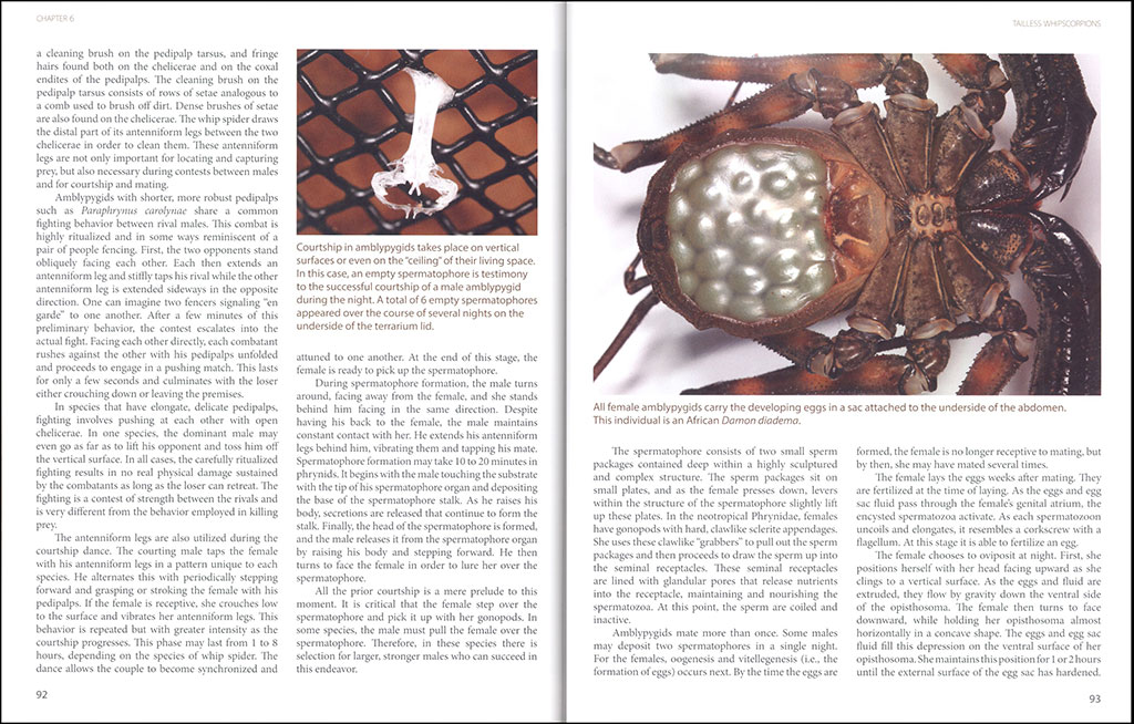 AMAZING ARACHNIDS 3