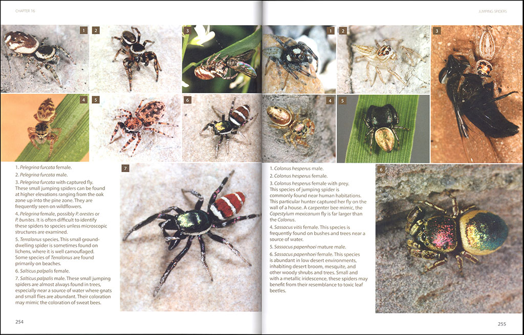 AMAZING ARACHNIDS 4