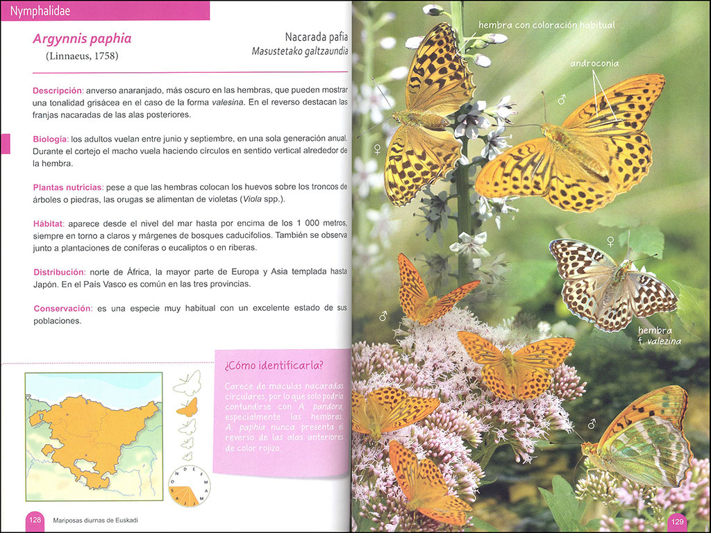 MARIPOSAS DIURNAS DE EUSKADI 3