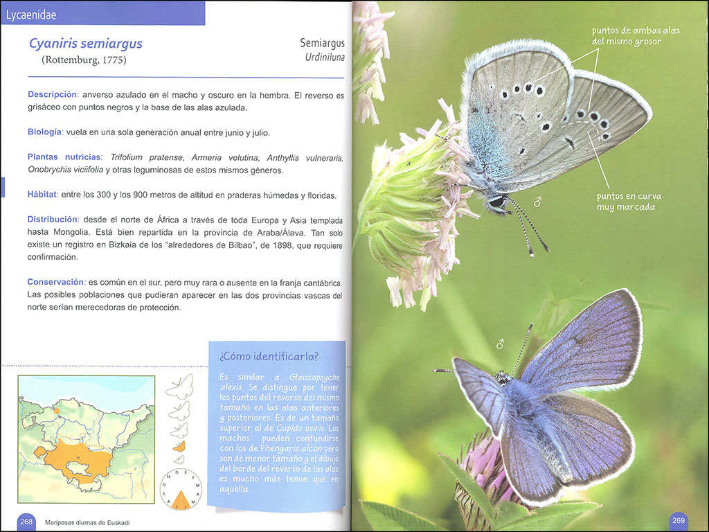 MARIPOSAS DIURNAS DE EUSKADI 4