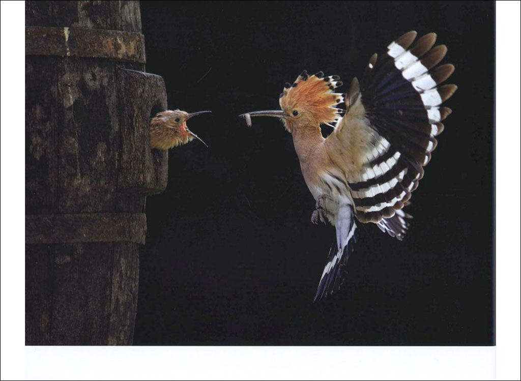 BIRD PHOTOGRAPHER OF THE YEAR. COLLECTION 3 2