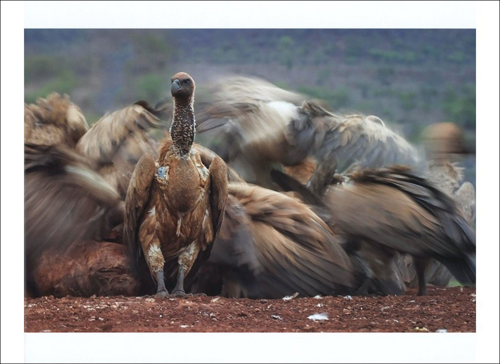 BIRD PHOTOGRAPHER OF THE YEAR. COLLECTION 3 4